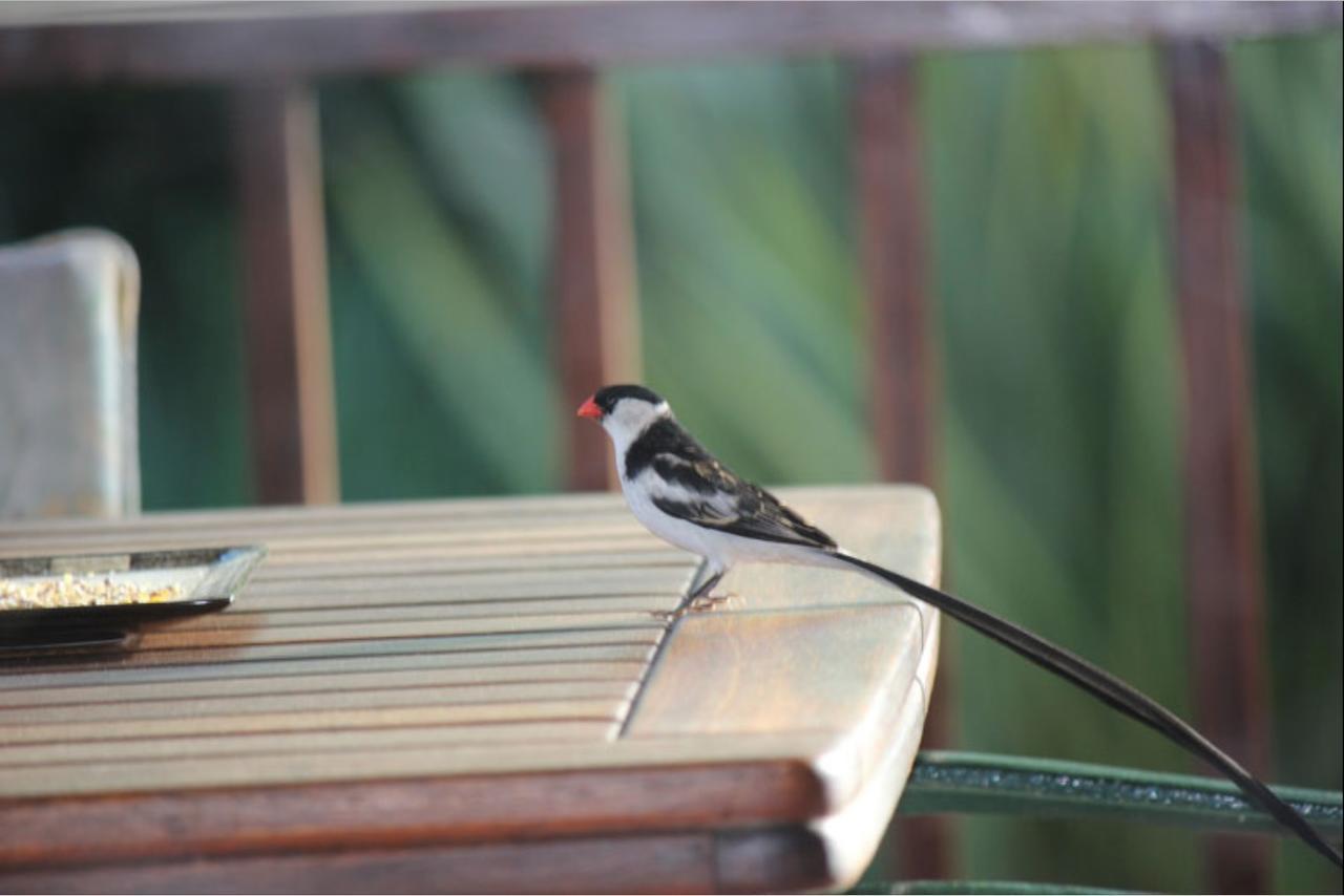Forest Glen Bed and Breakfast Knysna Exterior foto